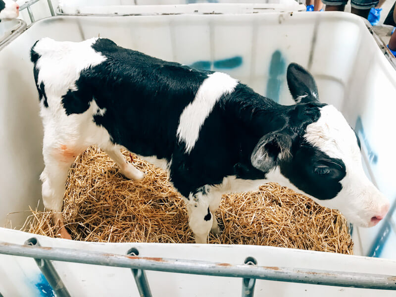 behind the scenes at a dairy farm calf