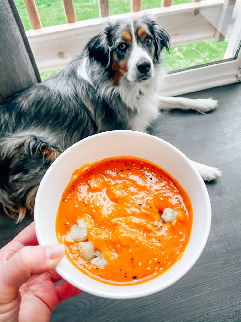 Is tomato soup bad hotsell for dogs